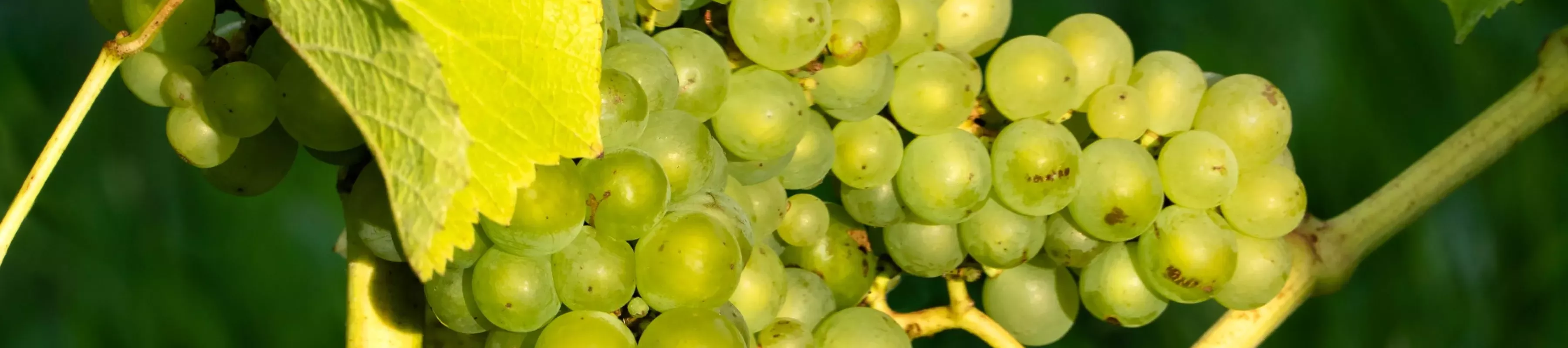 A bunch of grapes on a grapevine (Vitis vinifera), W. Carter on Wikimedia Commons CC0 A bunch of green grapes, also known as white grapes growing on a vine