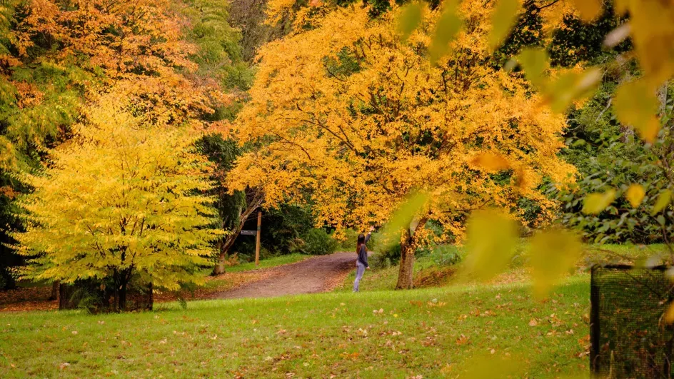 Wakehurst's Bethlehem Wood © RBG Kew
