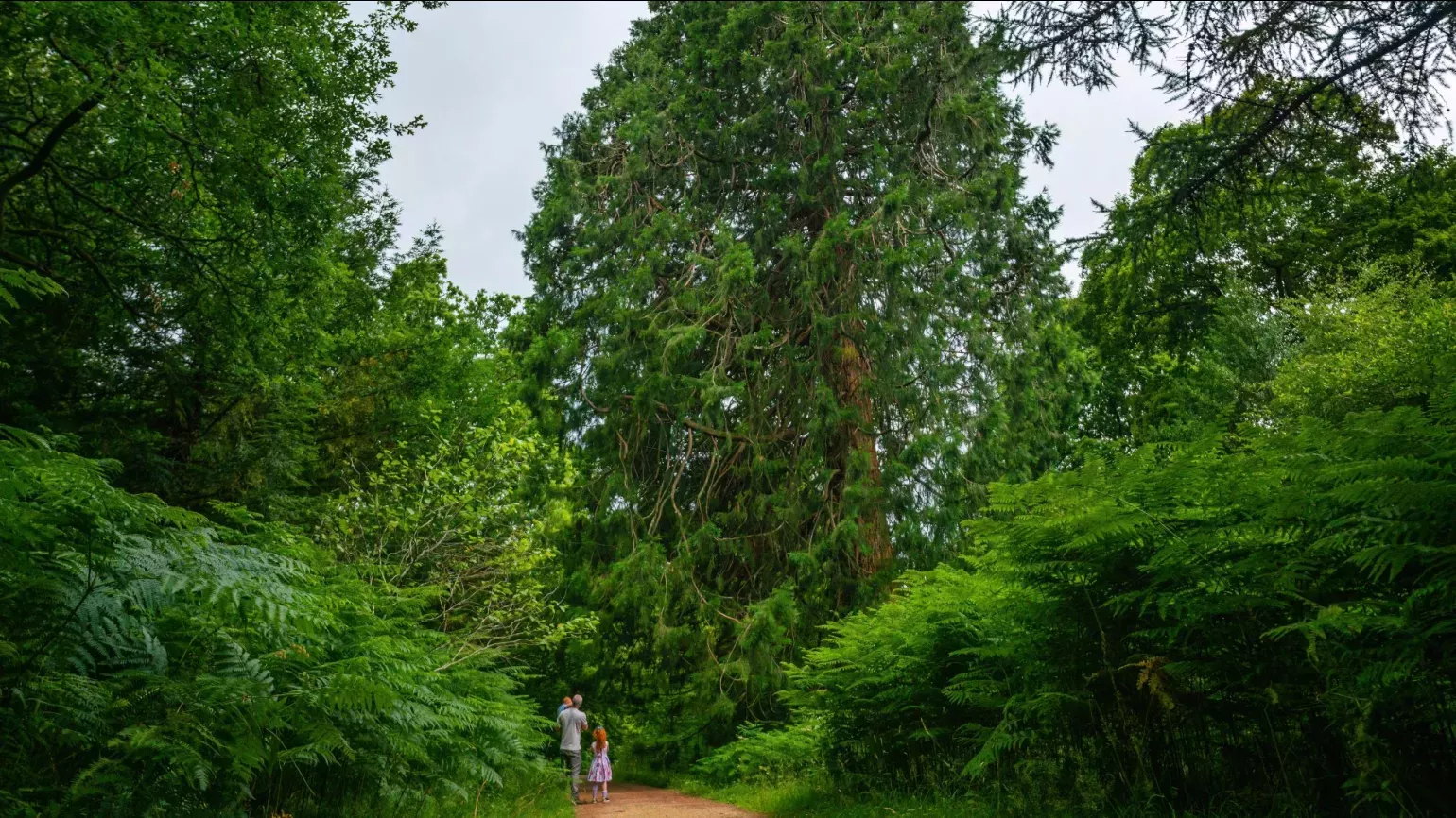 Wakehurst's Horsebridge Woods, Visual Air © RBG Kew A group walk on a path past a colossal green tree