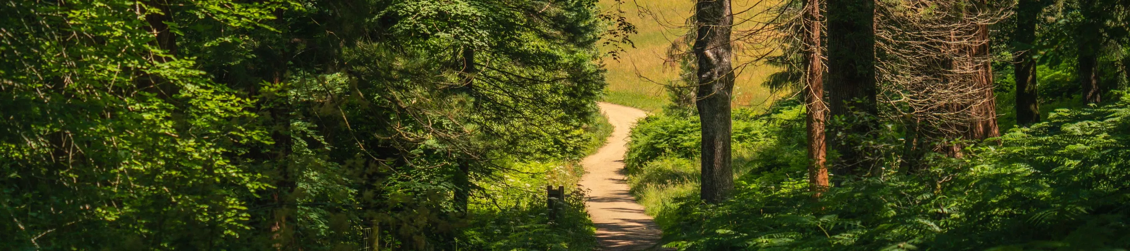 Wakehurst's Horsebridge Woods, Visual Air © RBG Kew A path leading to a yellow field from a green and dark forest