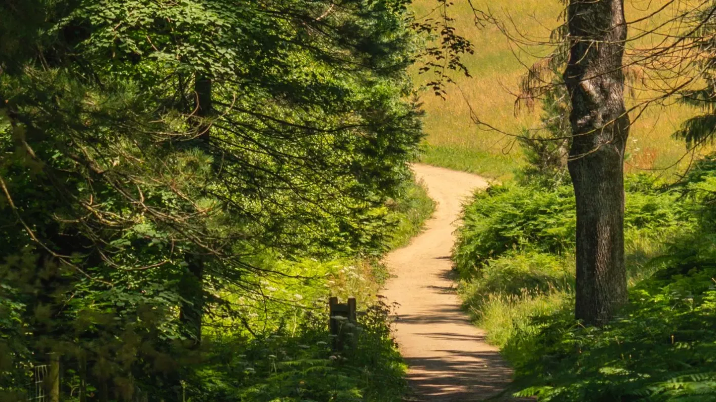 Wakehurst's Horsebridge Woods, Visual Air © RBG Kew