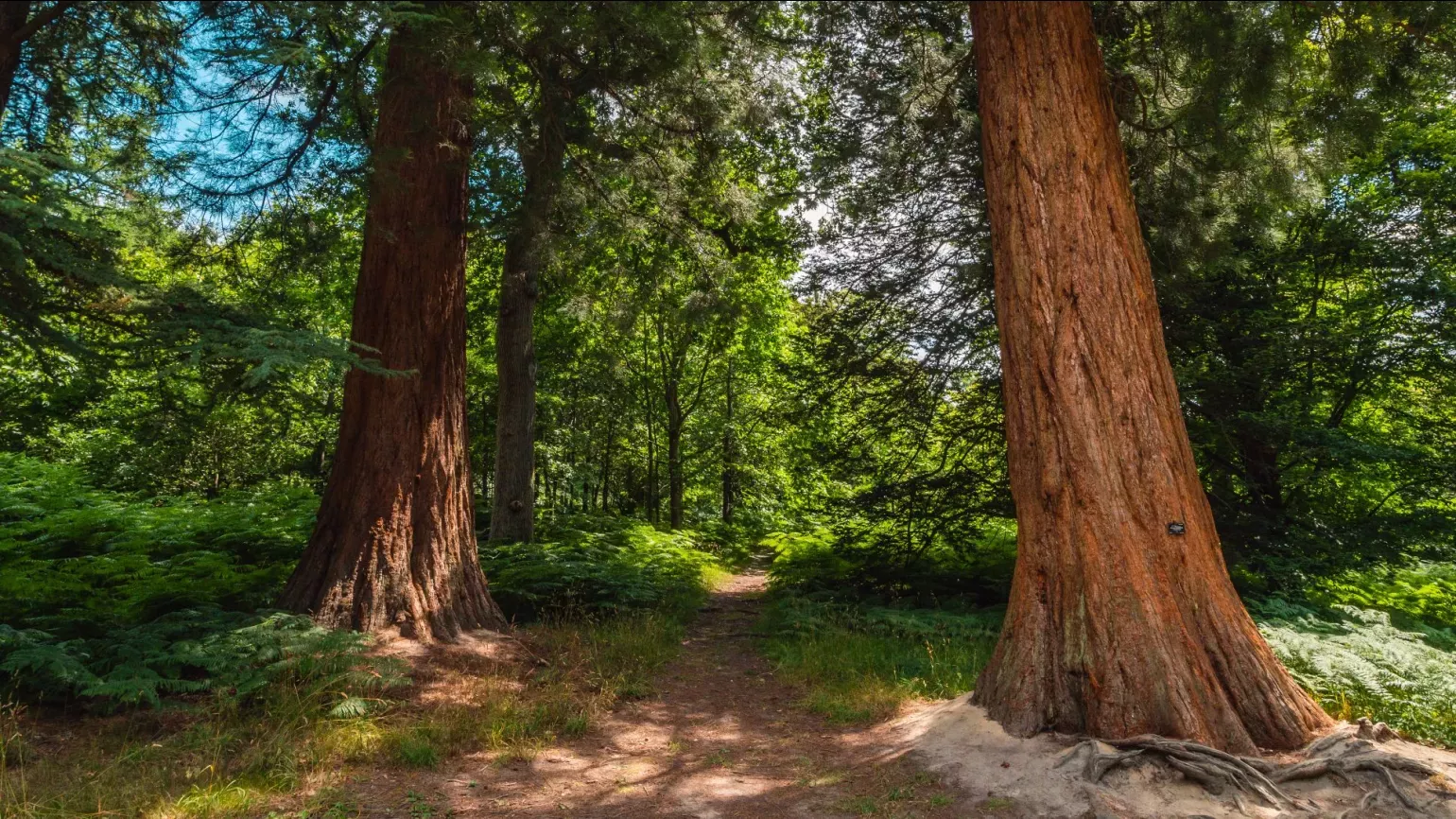 Horsebridge Woods, Visual Air © RBG Kew Two large red trees growing in a wooded area
