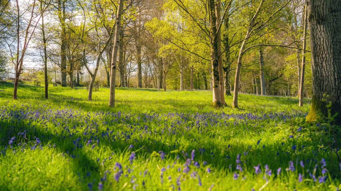 Bethlehem Wood in spring, Visual Air © RBG Kew