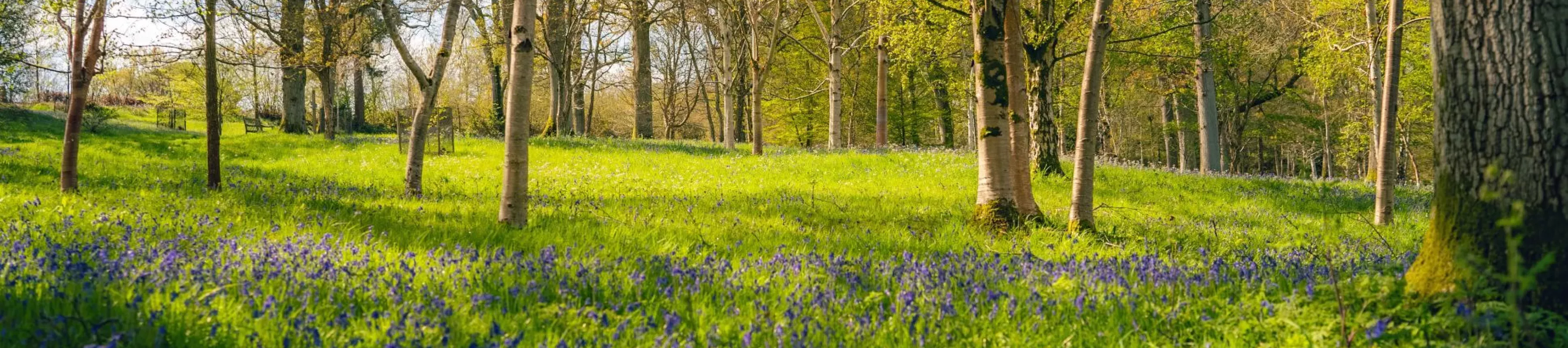 Bethlehem Wood in spring, Visual Air © RBG Kew A woodland filled with bluebells