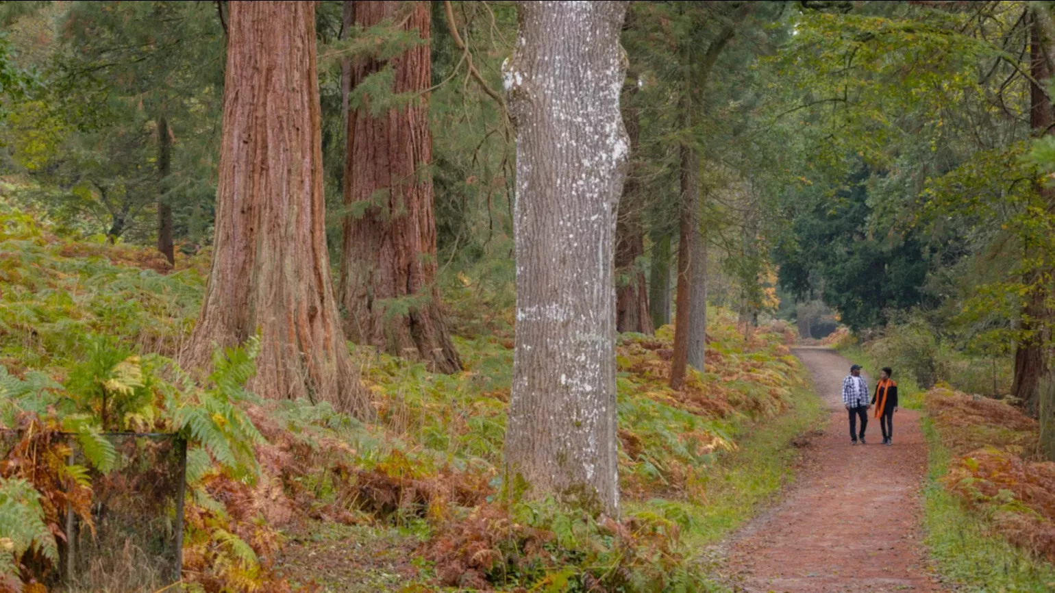 Wakehurst's Horsebridge Woods, James Ratchford © RBG Kew A pair of people walk through a brown and green forest