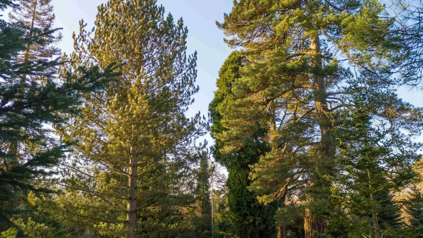 Pinetum at Wakehurst, Visual Air © RBG Kew