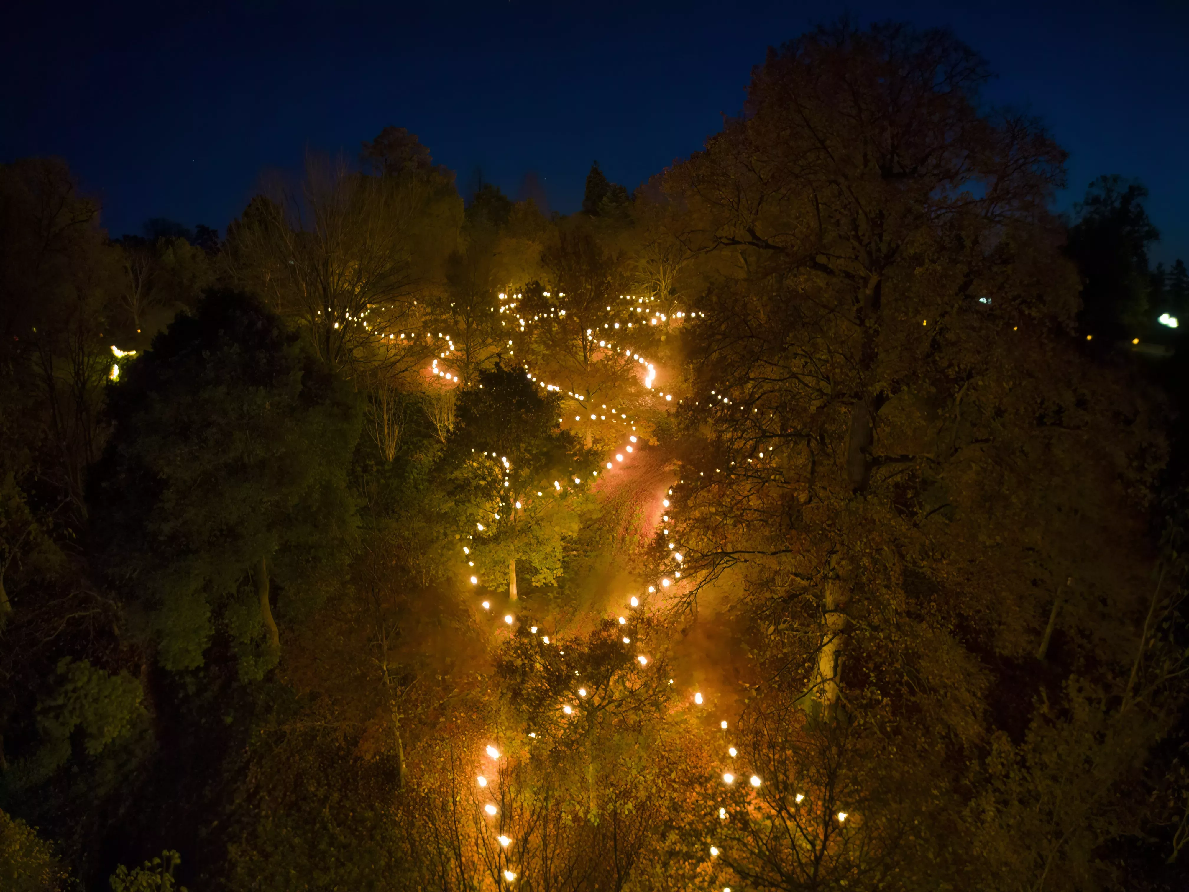 Lanterns in the trees at Glow Wild Christmas lights trail A path of glowing lanterns hangs from trees on a dark evening, as part of the Glow Wild Christmas lights trail