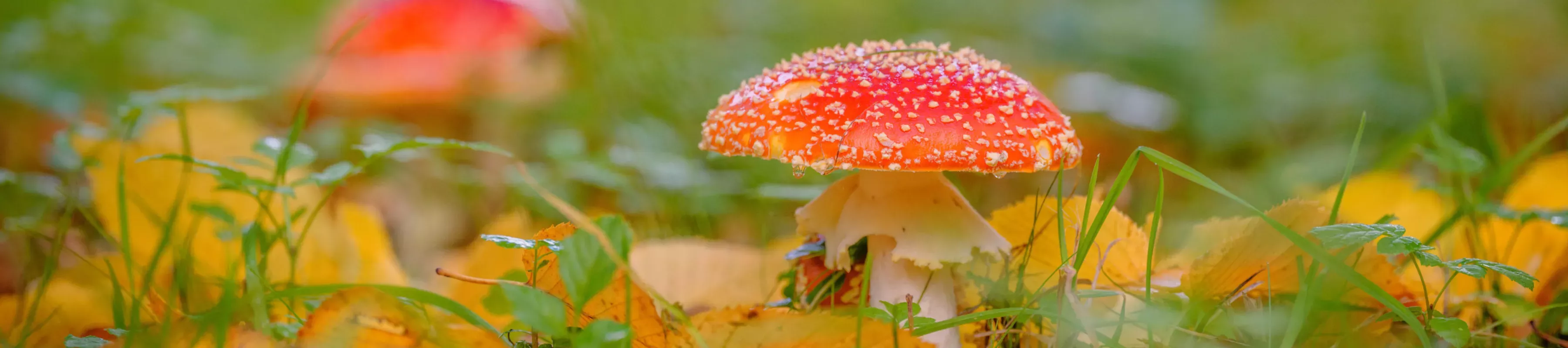 Fly agaric fungi at Wakehurst Fly agaric fungi at Wakehurst