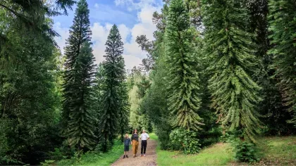 A woman and two children walk down a path surrounded by tall Wollemi Pines