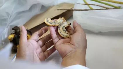 Wild Musa with Seed