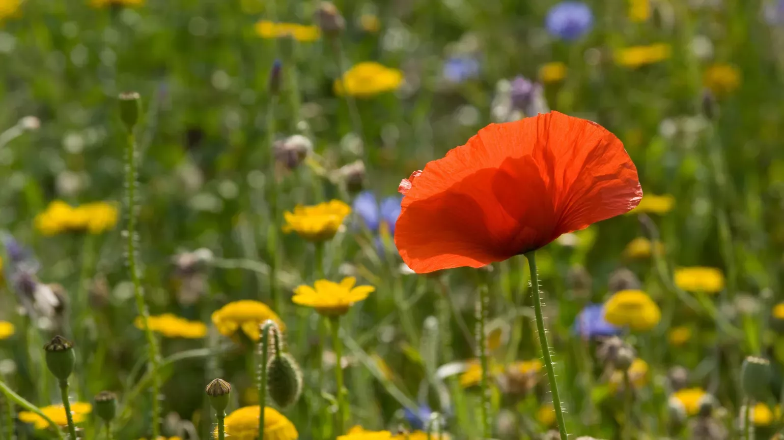 Wildflower meadow © RBG Kew A colourful wildflower meadow