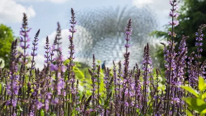 Wildflowers, RBG Kew / Savraj Singh Suri 