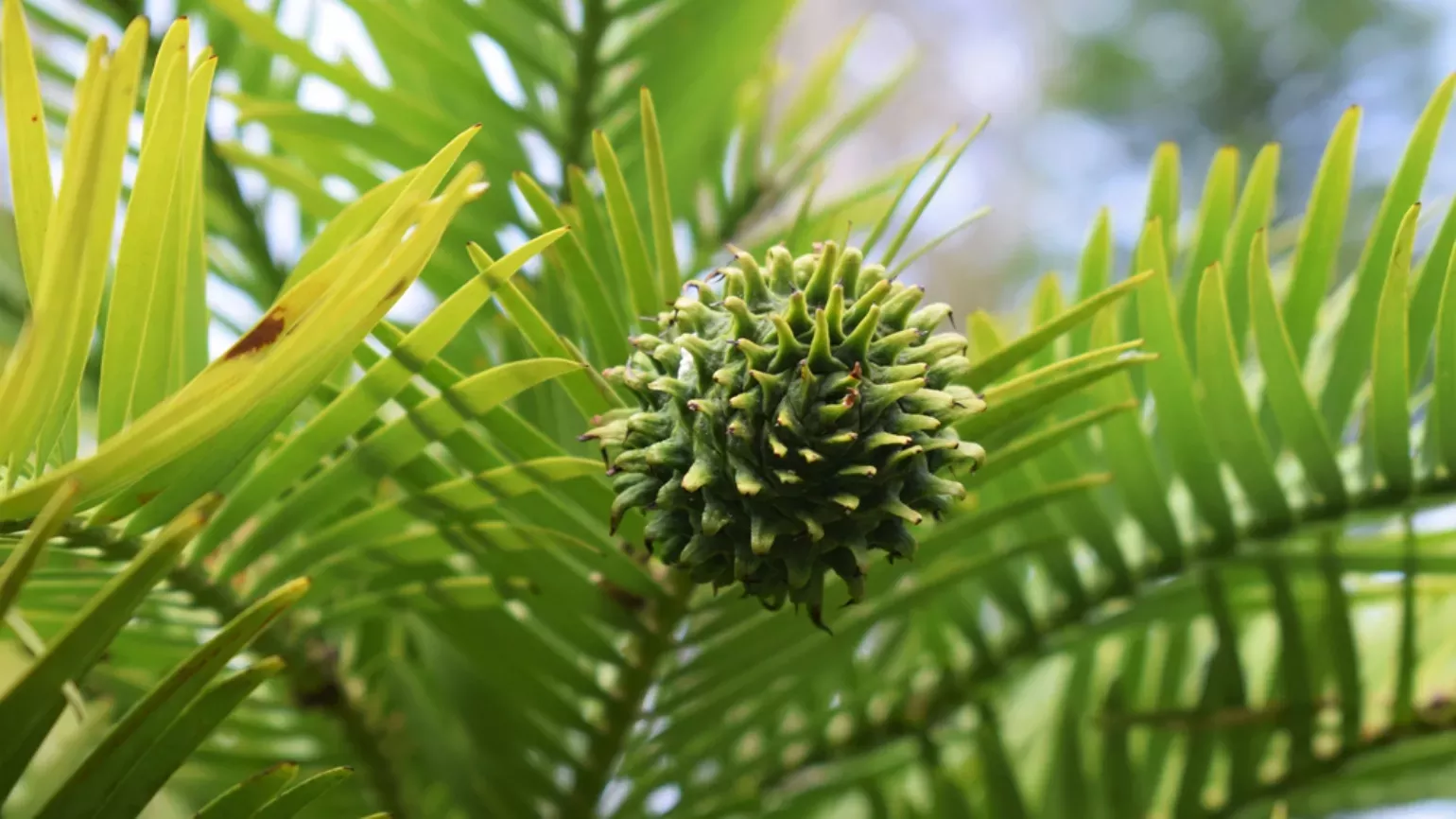 Female cone of wollemi pine, Ellen McHale © RBG Kew Rounded, female cone of Wollemi pine at Wakehurst