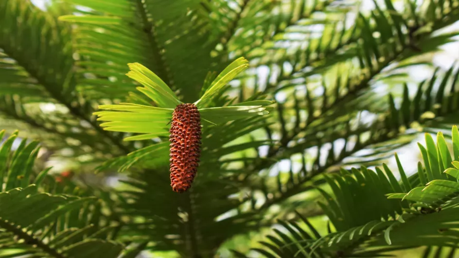 Male cone of wollemi pine, Ellen McHale © RBG Kew