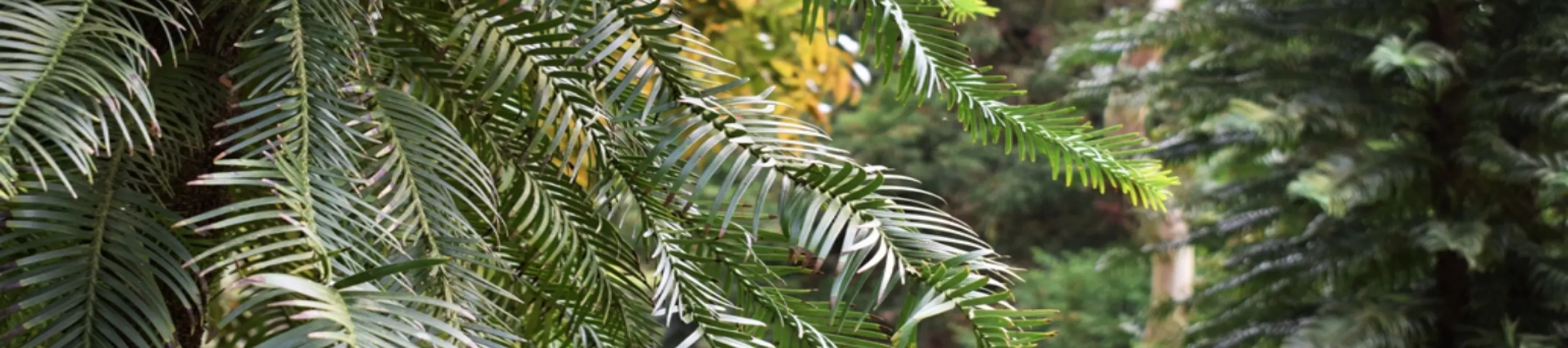Wollemi pine leaves, Ellen McHale © RBG Kew Needle-like, dark green leaves of wollemi pine at Wakehurst