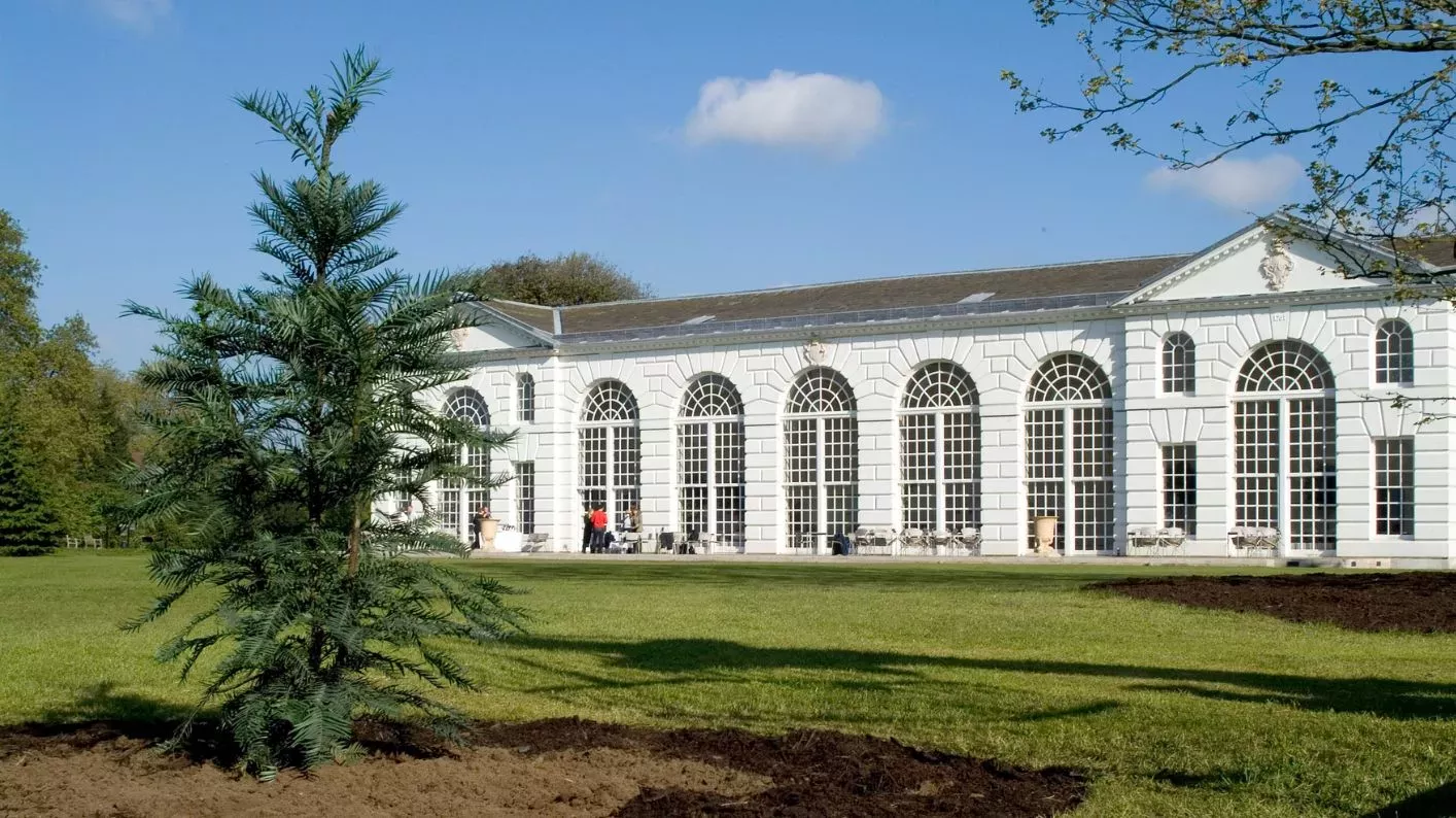 A Wollemi Pine at Kew © RBG Kew A newly planted Wollemi Pine in front of the Orangery