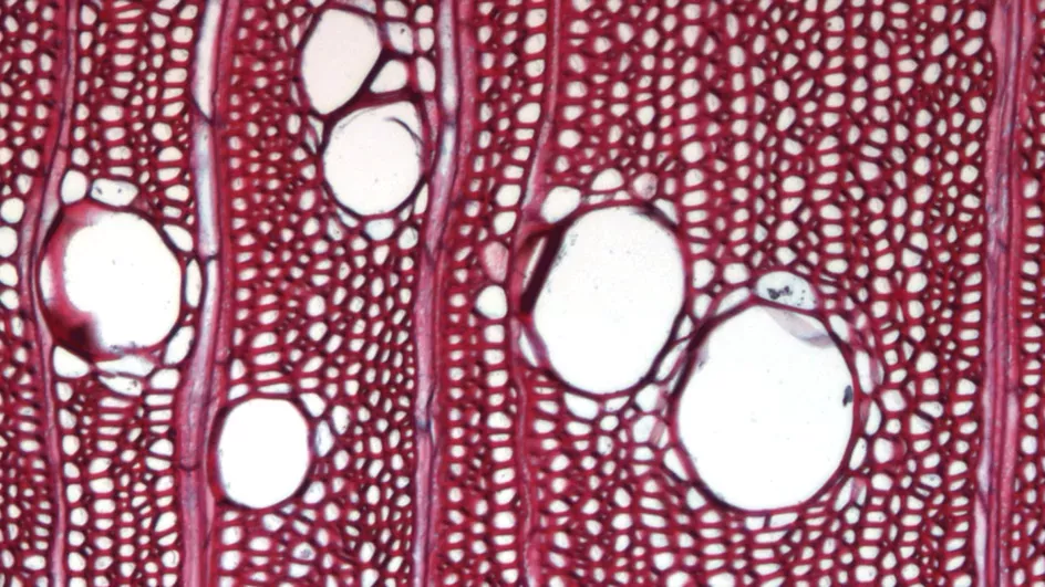 African white mahogany (Turraeanthus africana) ©RBG Kew