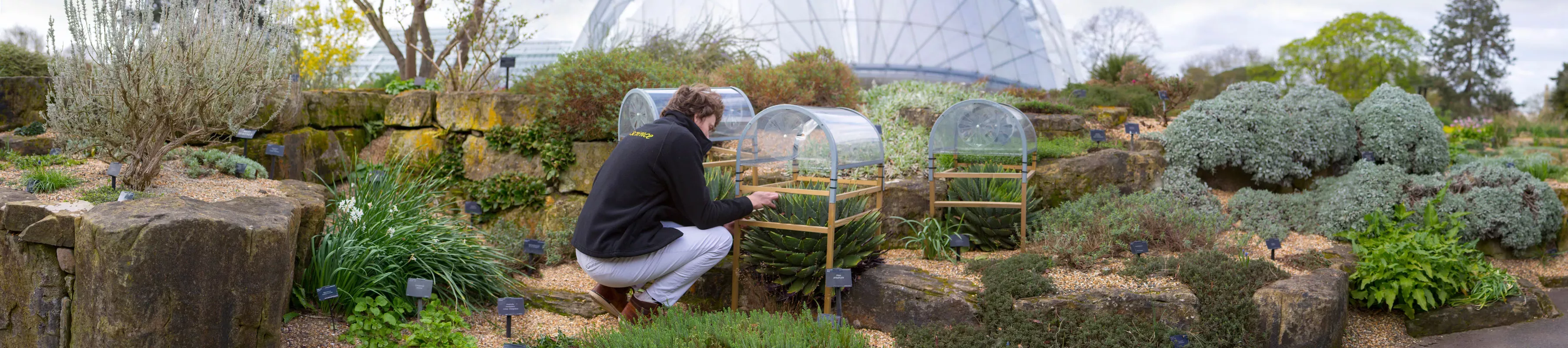 Researcher analysing Aloes © RBG Kew. Researcher looking at Aloes on the rocks outside of Kew's Alpine House