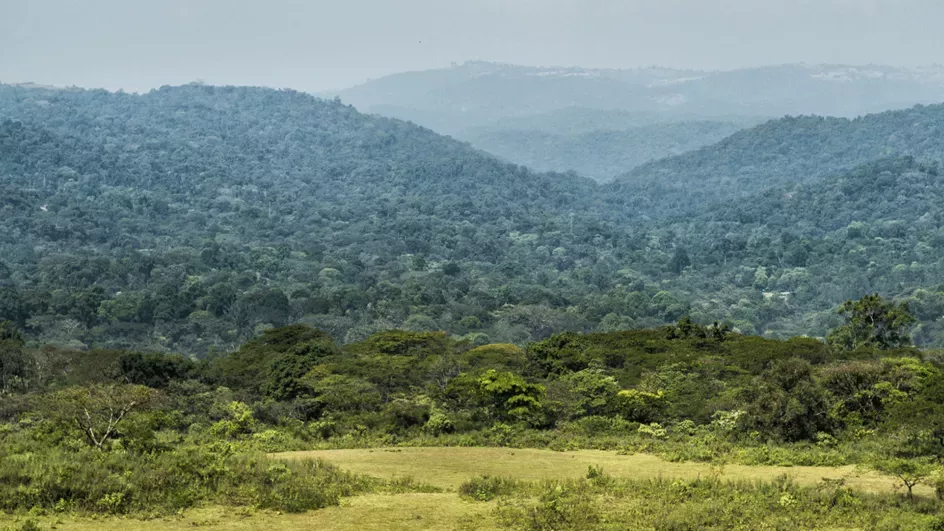Yayu forest Ethiopia © Emily Garthwaite//Union Hand-Roasted Coffee.